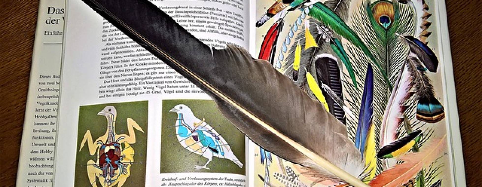 aufgeschlagenes Vogelbuch mit einer Feder darauf